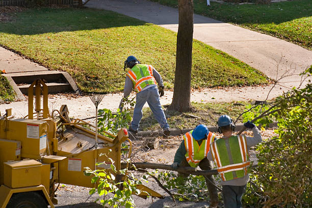 Tree and Shrub Care in Bayou La Batre, AL