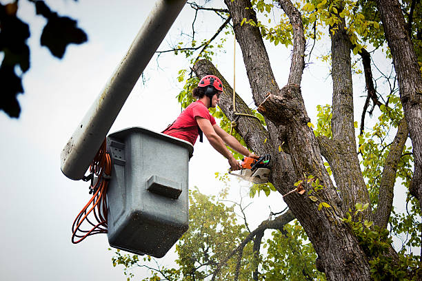 Best Seasonal Cleanup (Spring/Fall)  in Bayou La Batre, AL