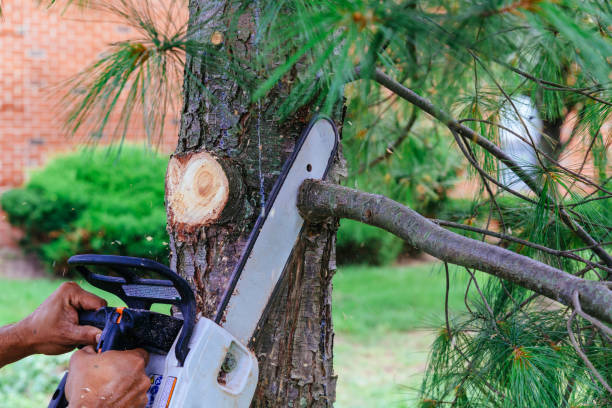 Best Tree Cabling and Bracing  in Bayou La Batre, AL
